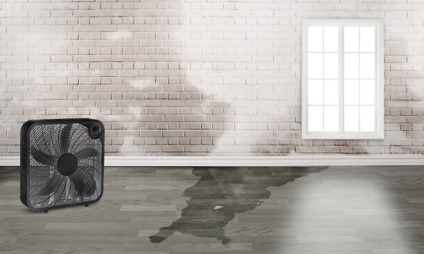 Best Commercial water damage restoration  in Homewood, IL