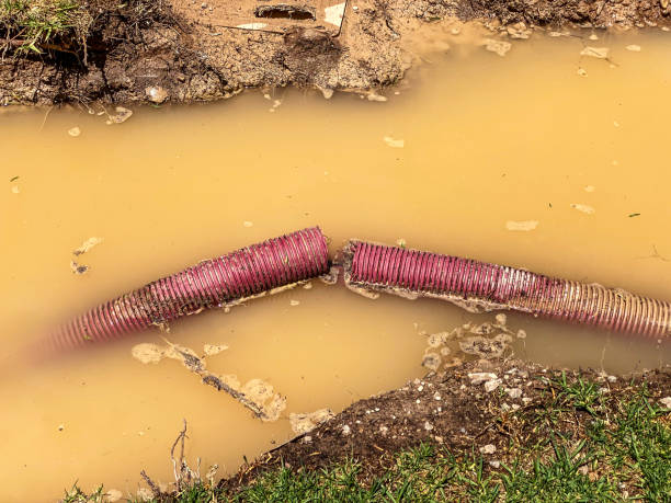 Best Local water damage restoration  in Homewood, IL